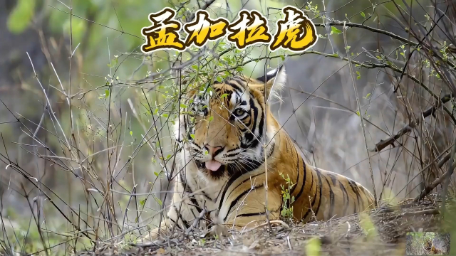 鹿岛鹿角战术多变，力争战胜强敌(鹿岛鹿角对阵札幌冈萨)